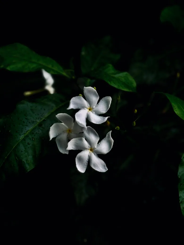 White jasmine flowers on dark leaves