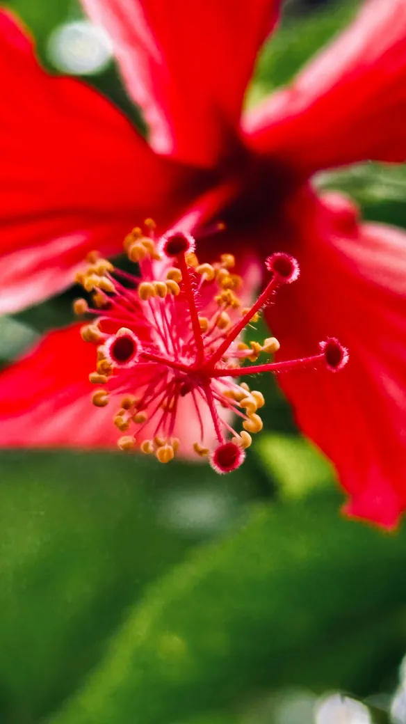 Macro of a red hibiscus