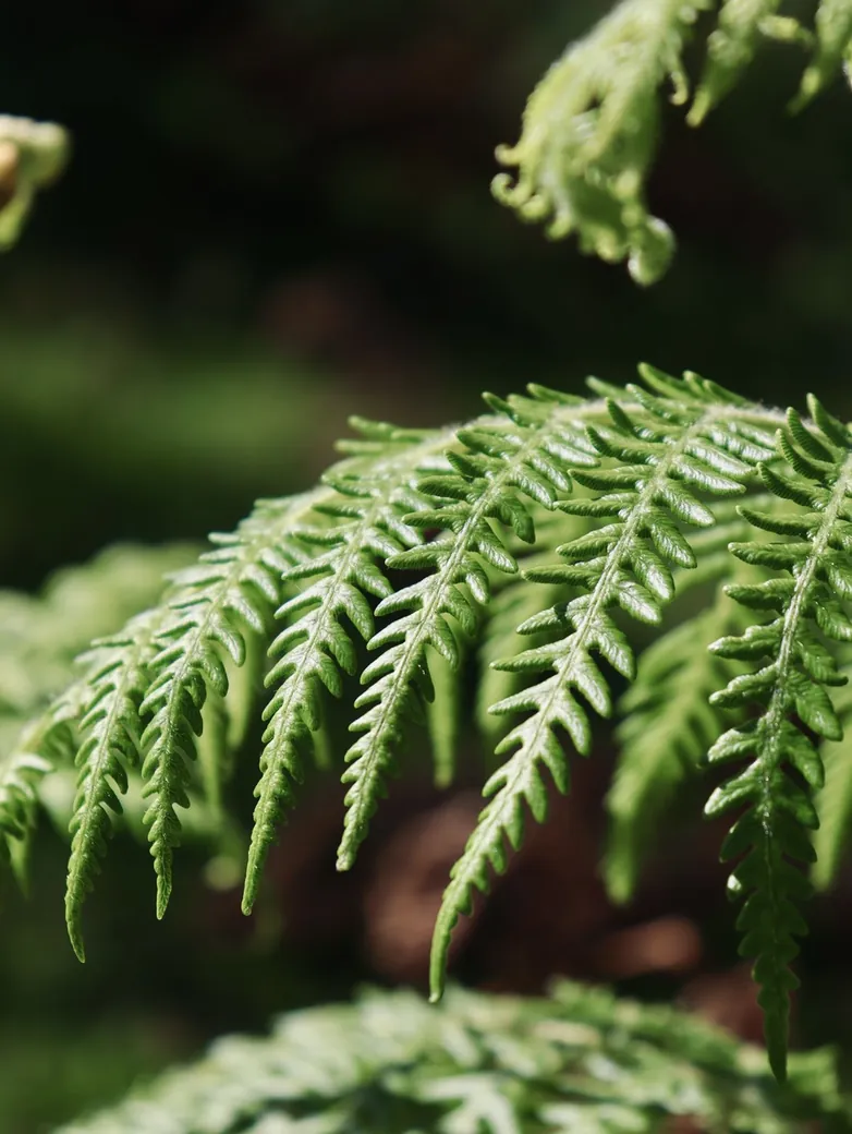 Fern fronds in soft light