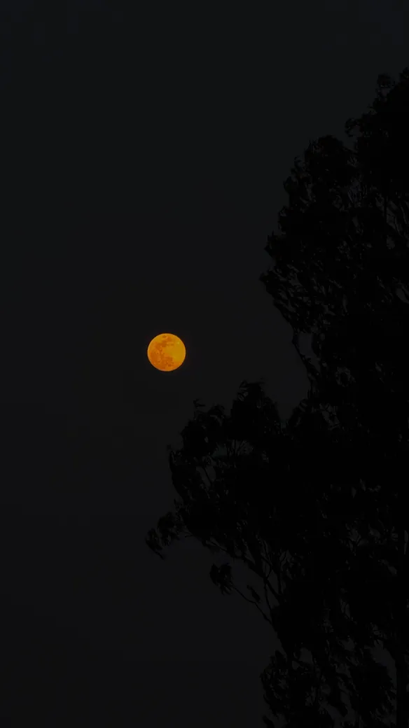 Orange full moon beside a tree silhouette